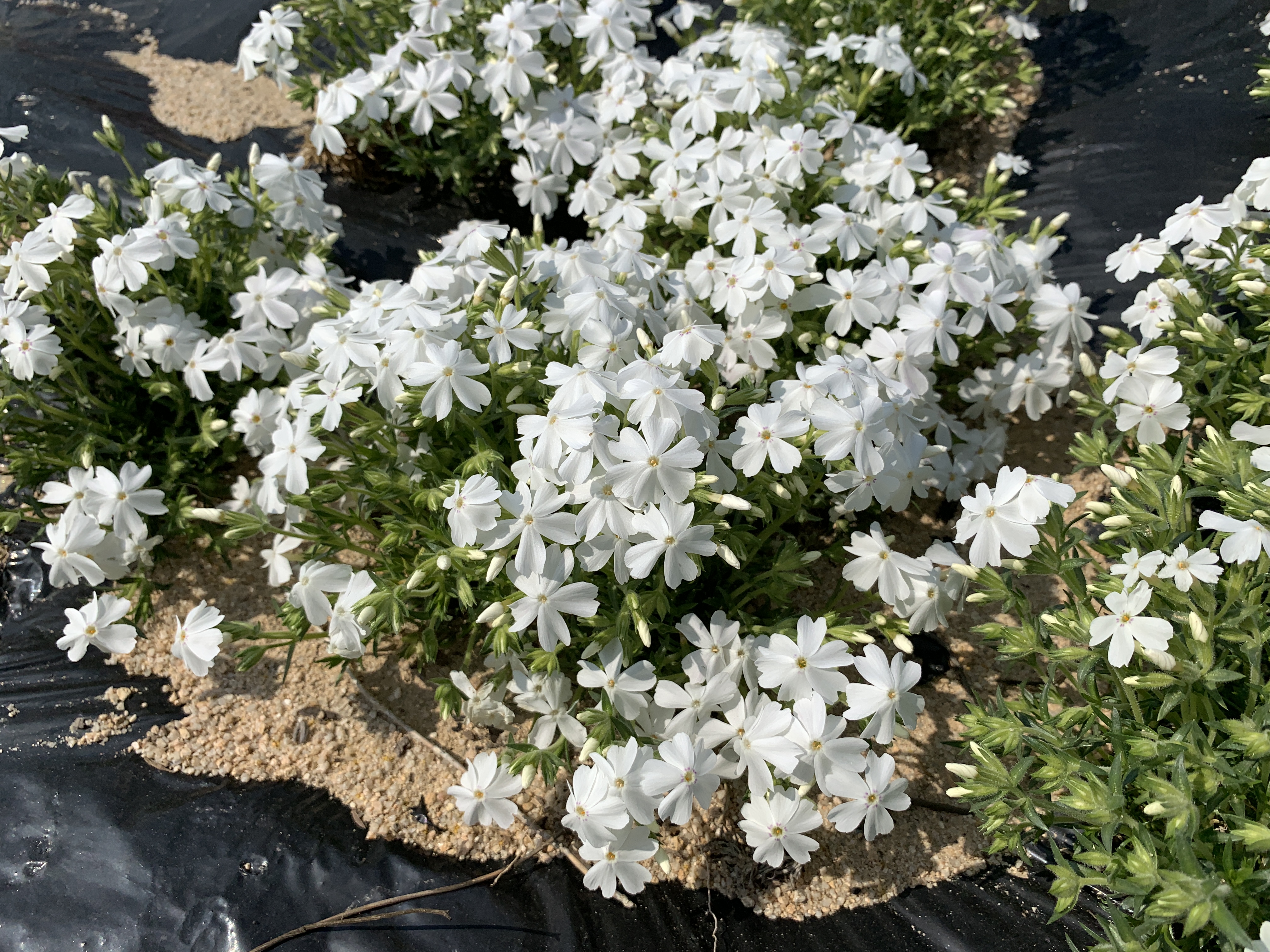 Phlox ‘Chunseol’